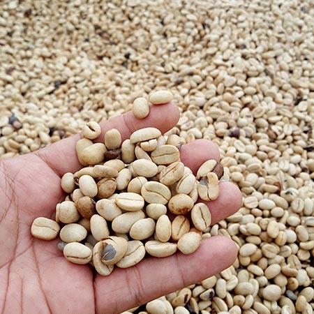 biji kopi arabika asli kering dan bersih 1 kg